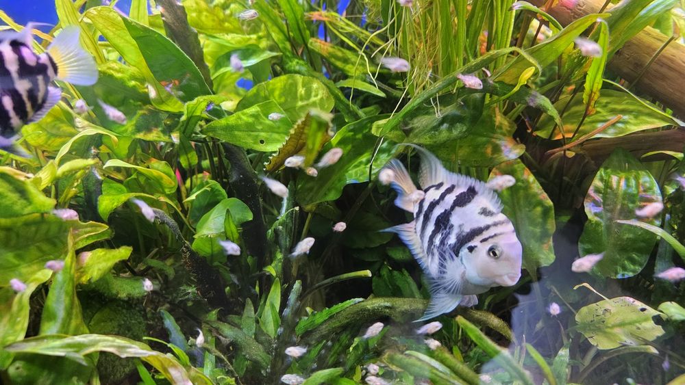 Pielegnica papuzia blue tiger (zebra)