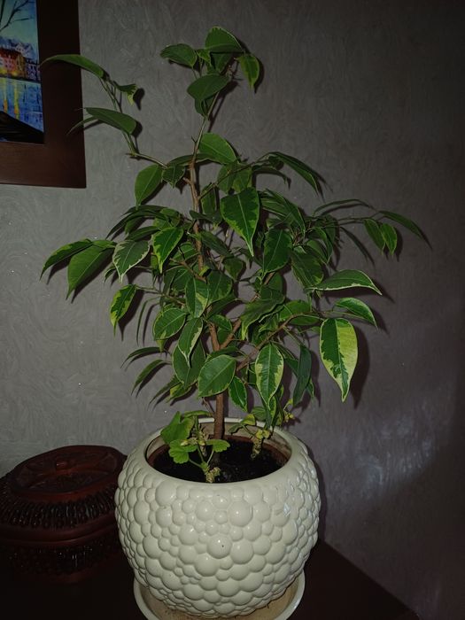 Продам фікус Бенжаміна