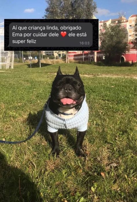 Dog walking/ Pet sitting/ Estadia e Creche familiar