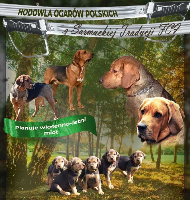 Ogar Polski - zapowiedź miotu