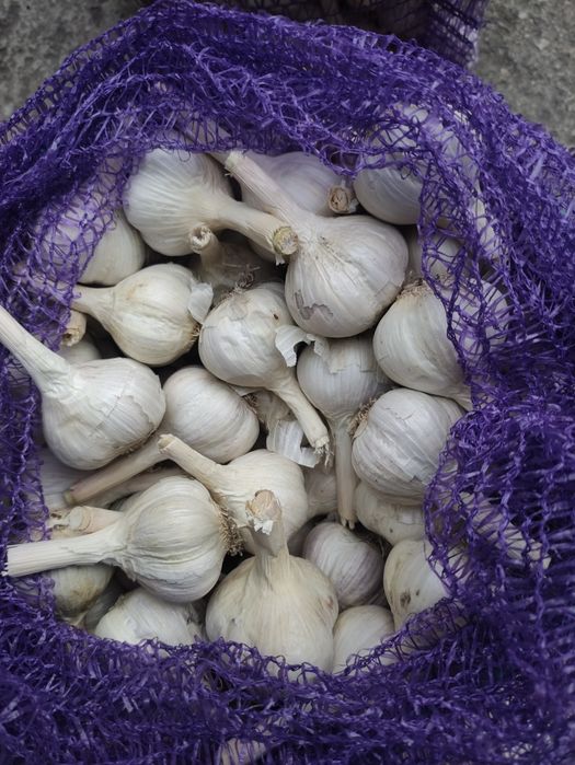 Продам  чеснок .