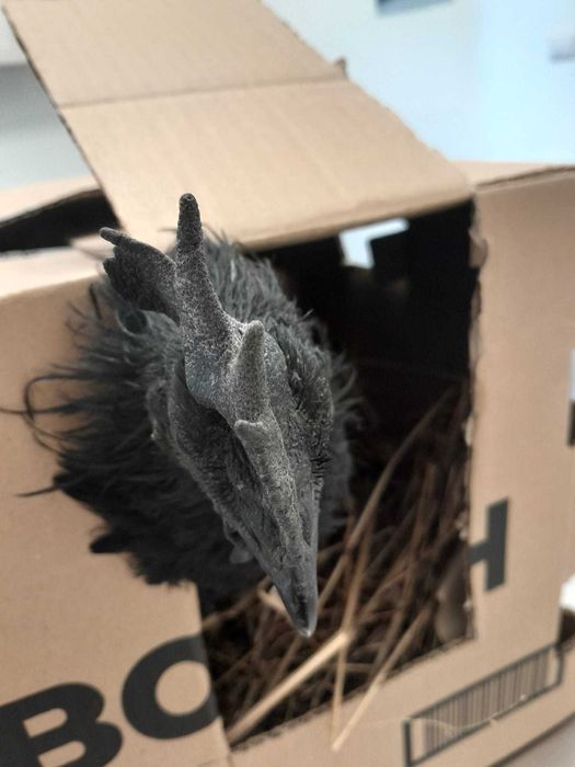 Ayam Cemani, "black tongue", Fm|Fm, linhagem indonesia