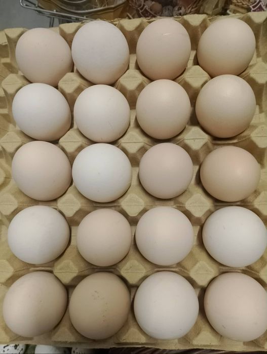 Jajka wiejskie z wolnego wybiegu