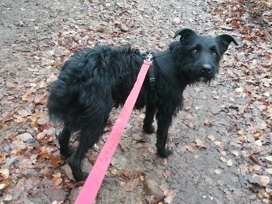 WĘGIELEK młody energiczny piesek szuka domu