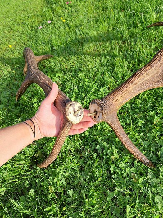 Piękne poroże jelenia - ponad stuletnie