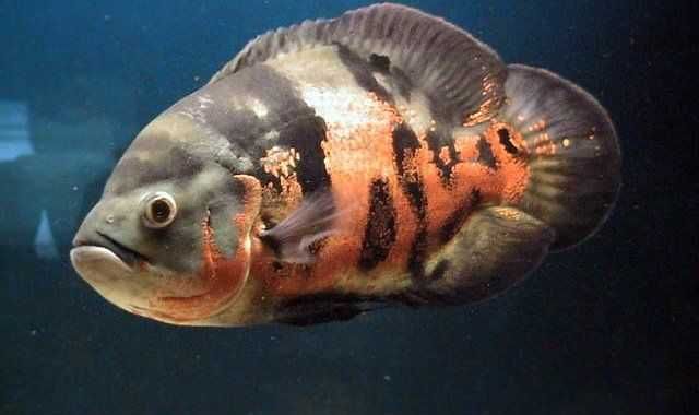 GB Pielęgnica Pawiooka Oscar