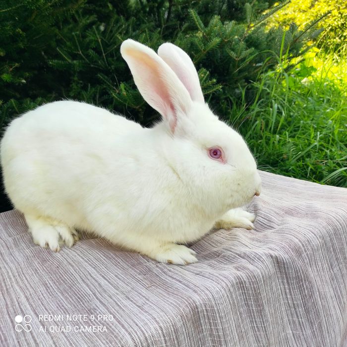Sprzedam króliki rasy termondzkiej białej .