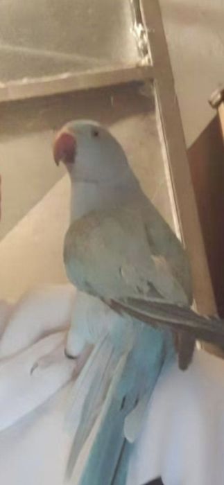 Aratinga sol domésticada,  ring neck violeta , casal caturras mutação  , fêmea domésticada  e  4 gaiolas onde estão