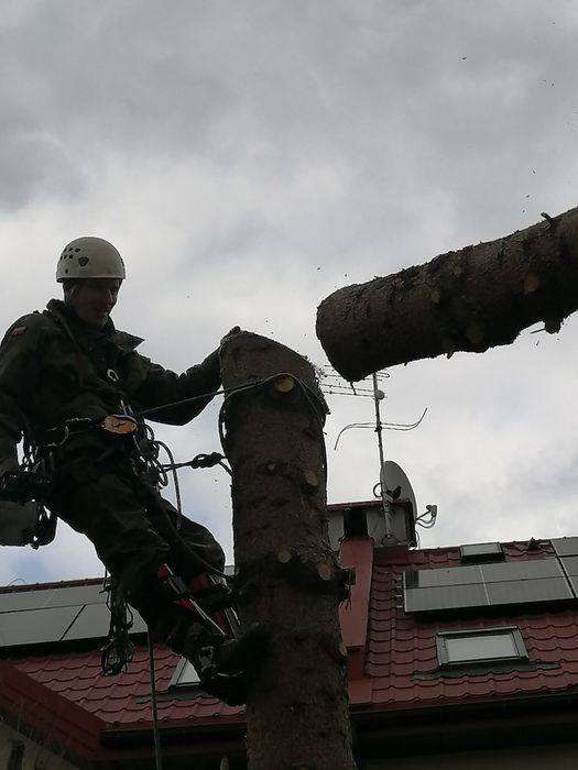 Wycinka i pielęgnacja drzew