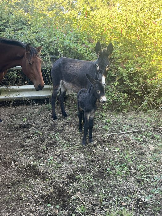 Burra com 5 anos e filho com 5 dias