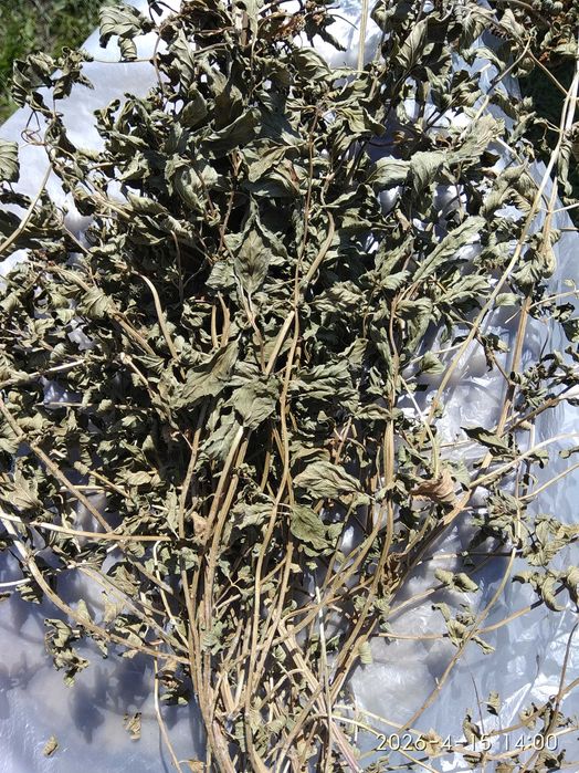 М'ята сушена (стебло з листочками)