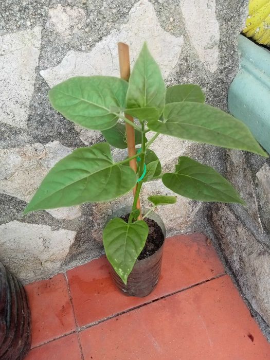 Planta Maravilha