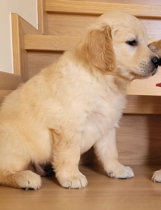 Golden Retriever piekna sunia