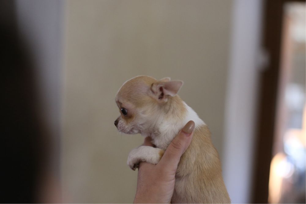 Гарненька міні красуня