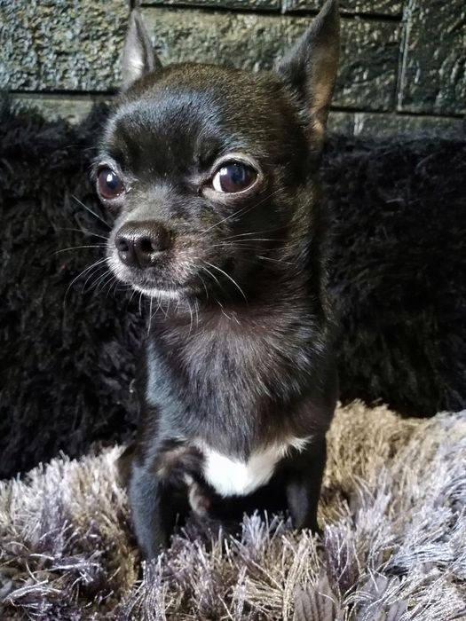 Вязка   чихуахуа