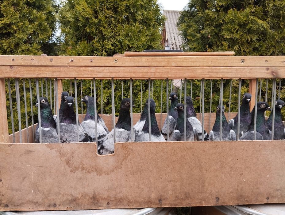 Deresze gołębie ozdobne