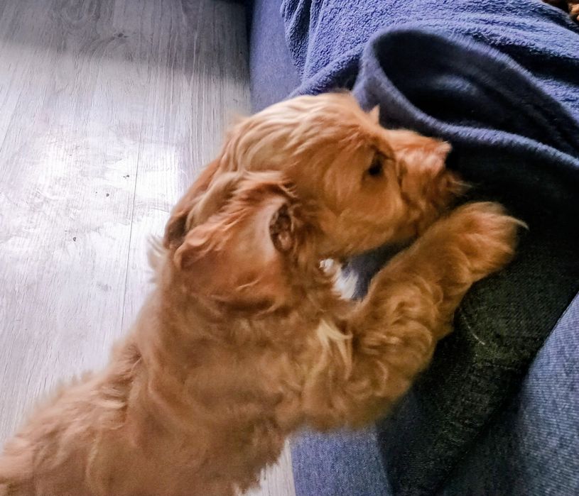 Cockapoo  dziewczyny
