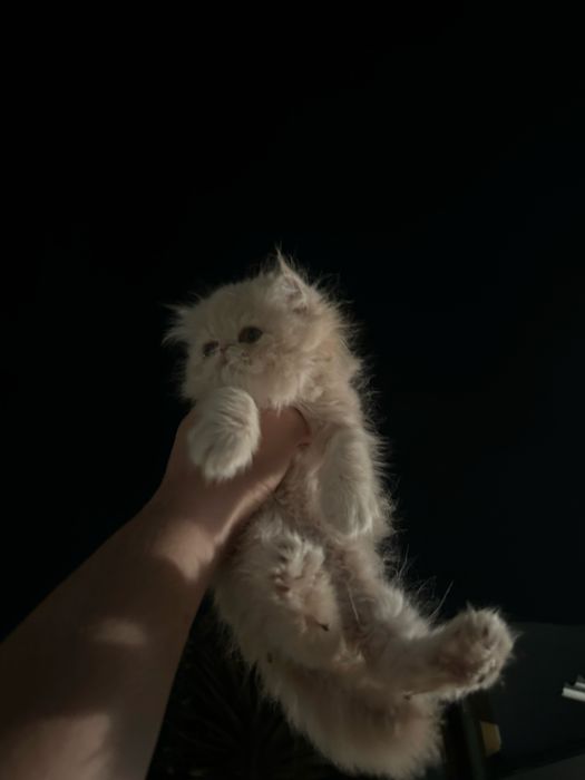 Gatinha Persa
