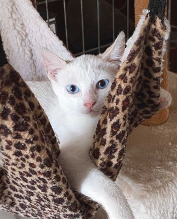 Gatinha para adoção