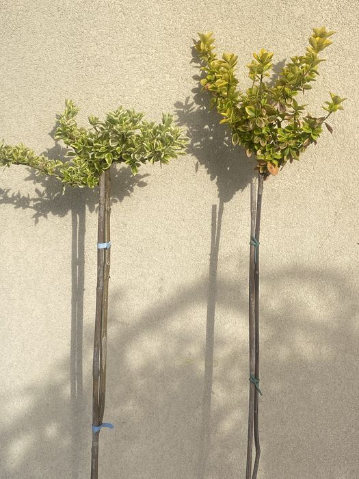 Trzmielina na pniu