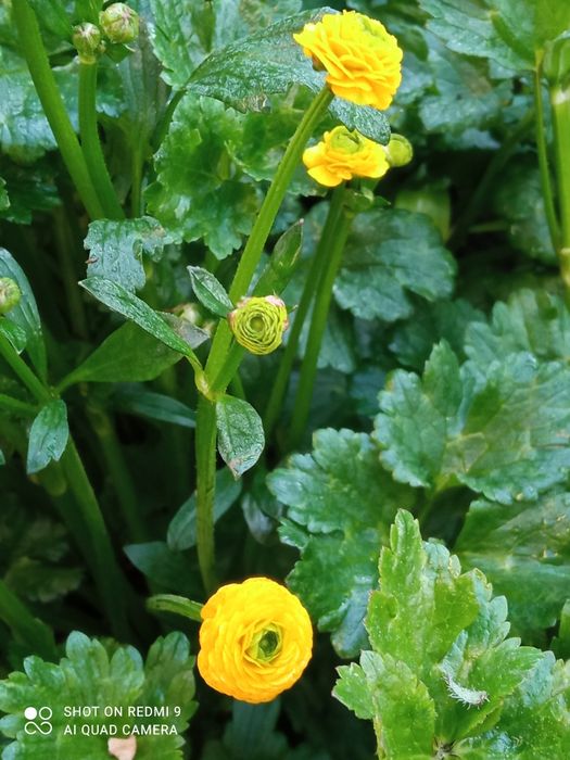 Лютики жёлтые, ранункулюс, садовые многолетние растения