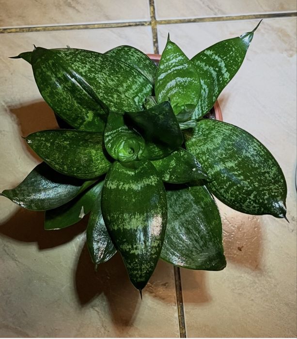 Продам кімнатні квіти