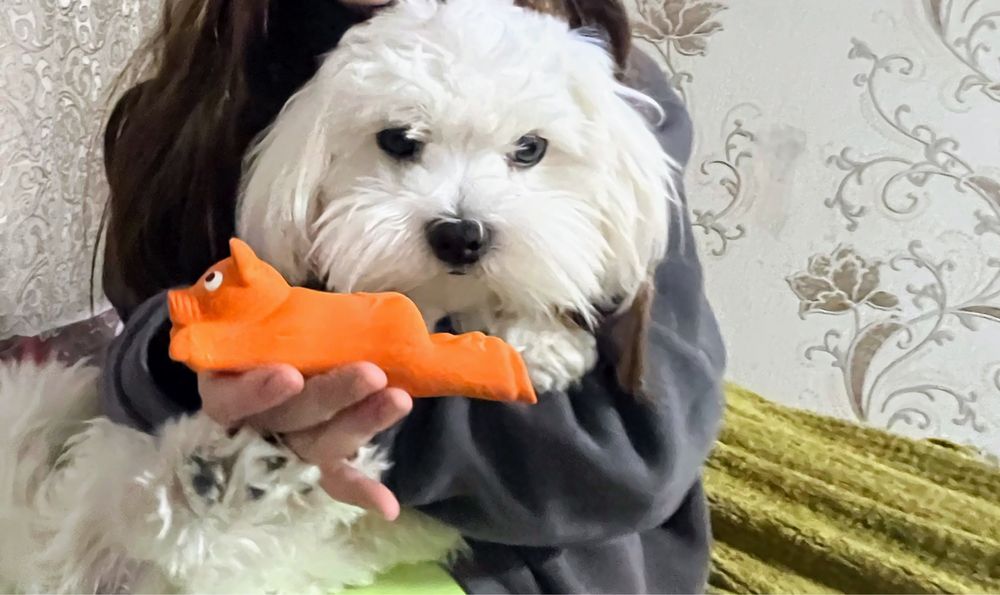 Вязка мальтійсьа балонка кобєль