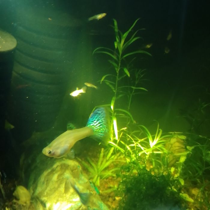 Gupik White Cobra (Silver Cobra)