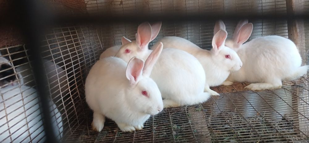Продаж кроликів термонців