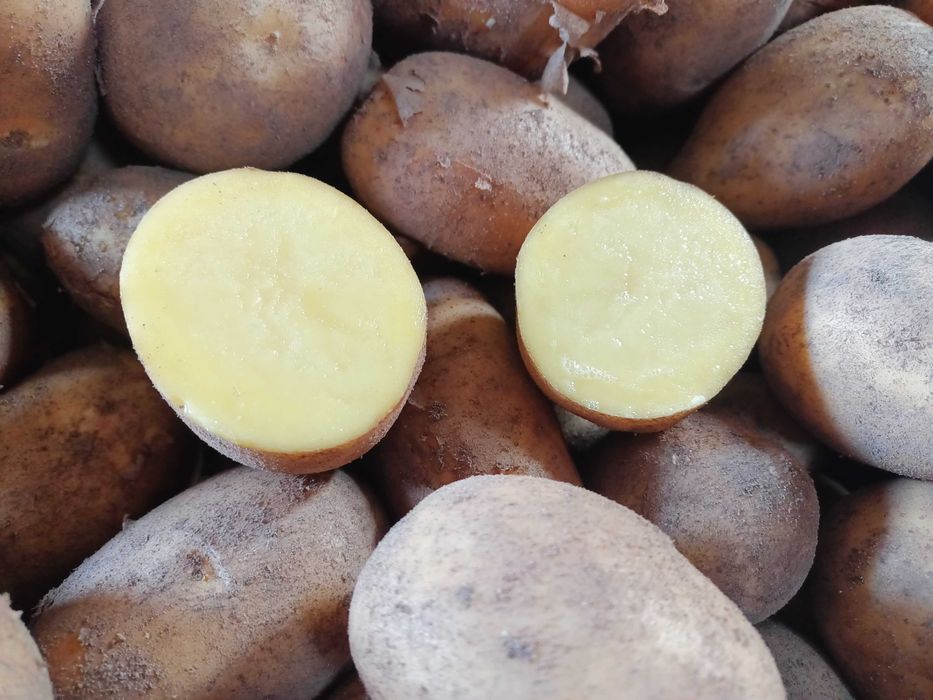 Ziemniaki odmiana Wega