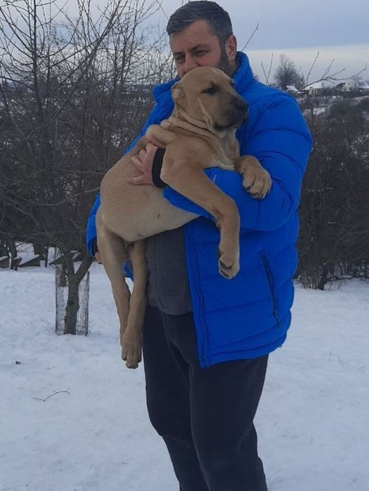 Цуценята САВ, дата народження 20.10.25