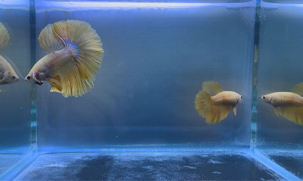 Casal Betta Yellow Solid Halfmoon
