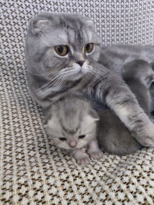 Котята шотландские