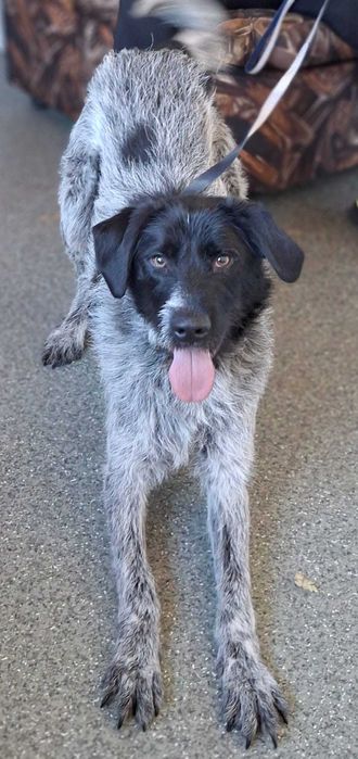 KACPER super socjalny 1,5 roczny pies znaleziony w Bułgarii