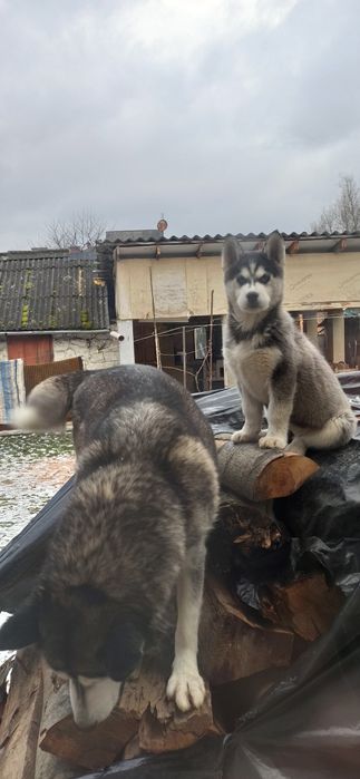 Сибірська  хаскі