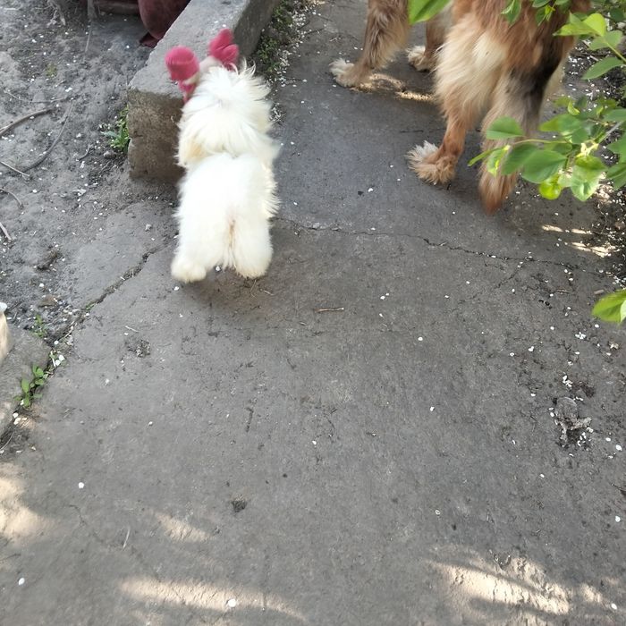 Болонка мальчик беленький