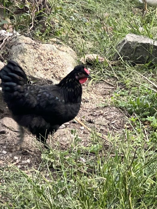 Galo Meio Raça Sedoso