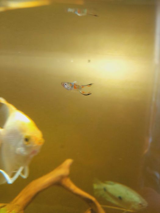 Gupiki Edlera edlerki