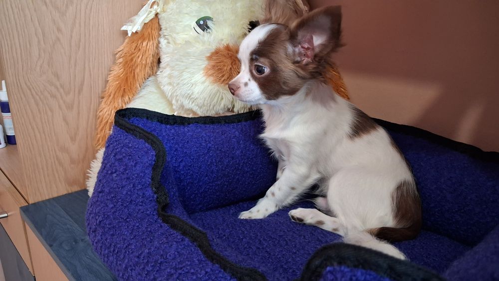 Хлопчик чіхуахуа.