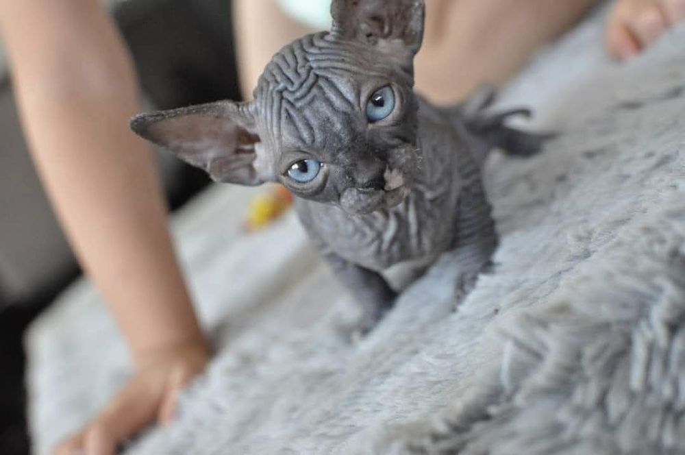 Kot sfinks niebieskie oko