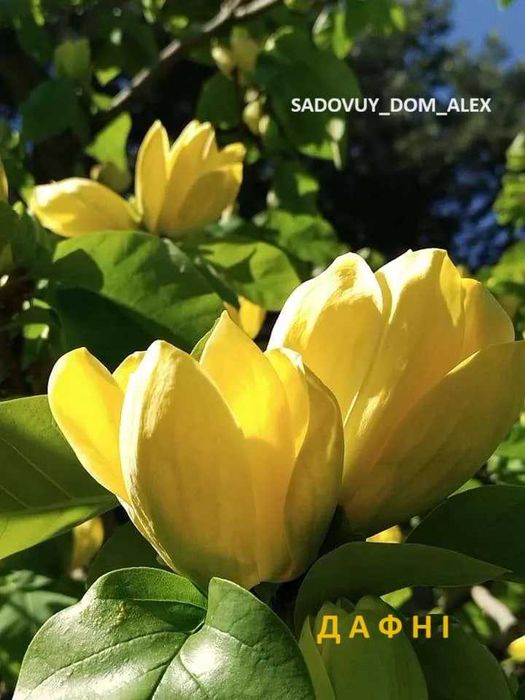 Лохина Ківі Магнолії Рододендрони Сакура Гортензії Катальпа Павловнія