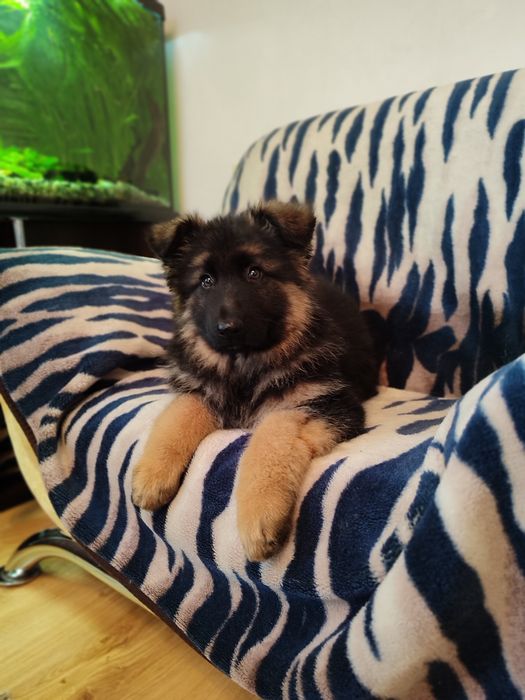 Кобель для вязки