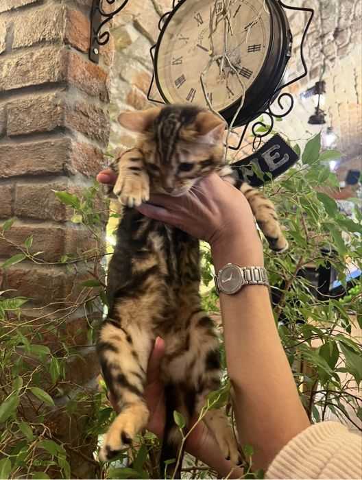 Бенгальське кошеня