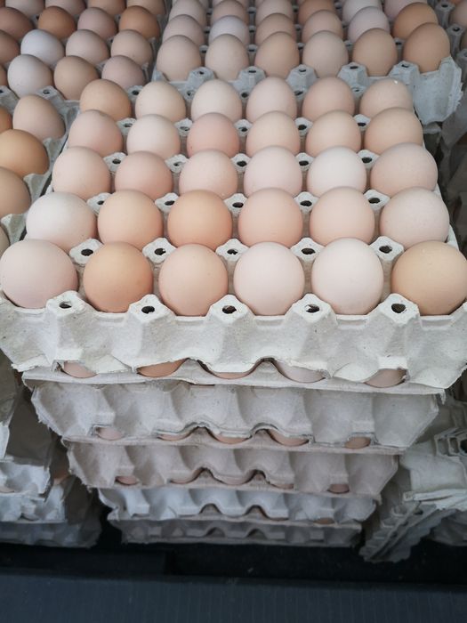 Jajka Wiejskie hurt detal