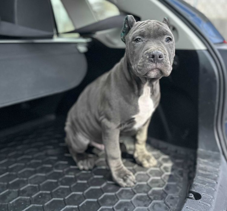 Щенки АСТ Амстафф