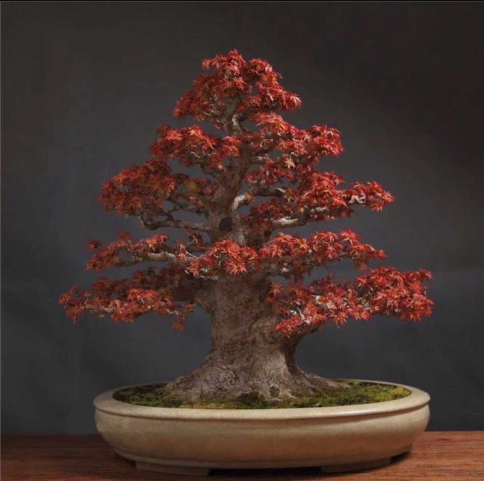 Клён бонсай семена