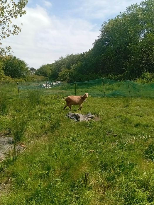 Vendo duas cabras fêmeas paridas e um macho são 6 ao todo