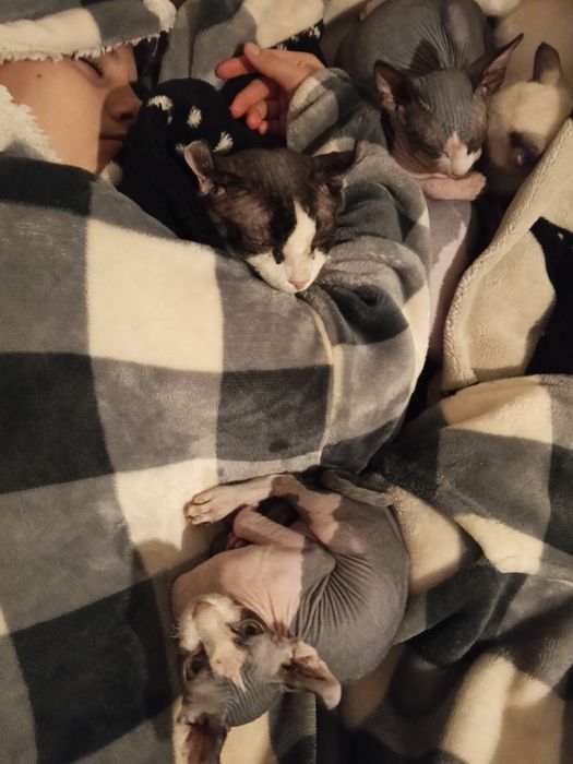 Продам кота Эльф