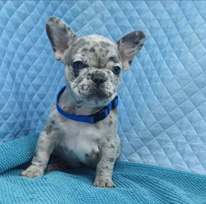 Французики генні карапузики