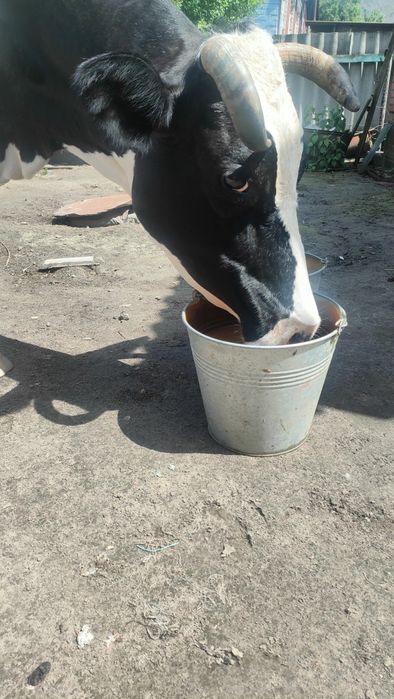 Продам дійну корову,три місяці після отелу .
,ще не парована,м'яка, спокійна.